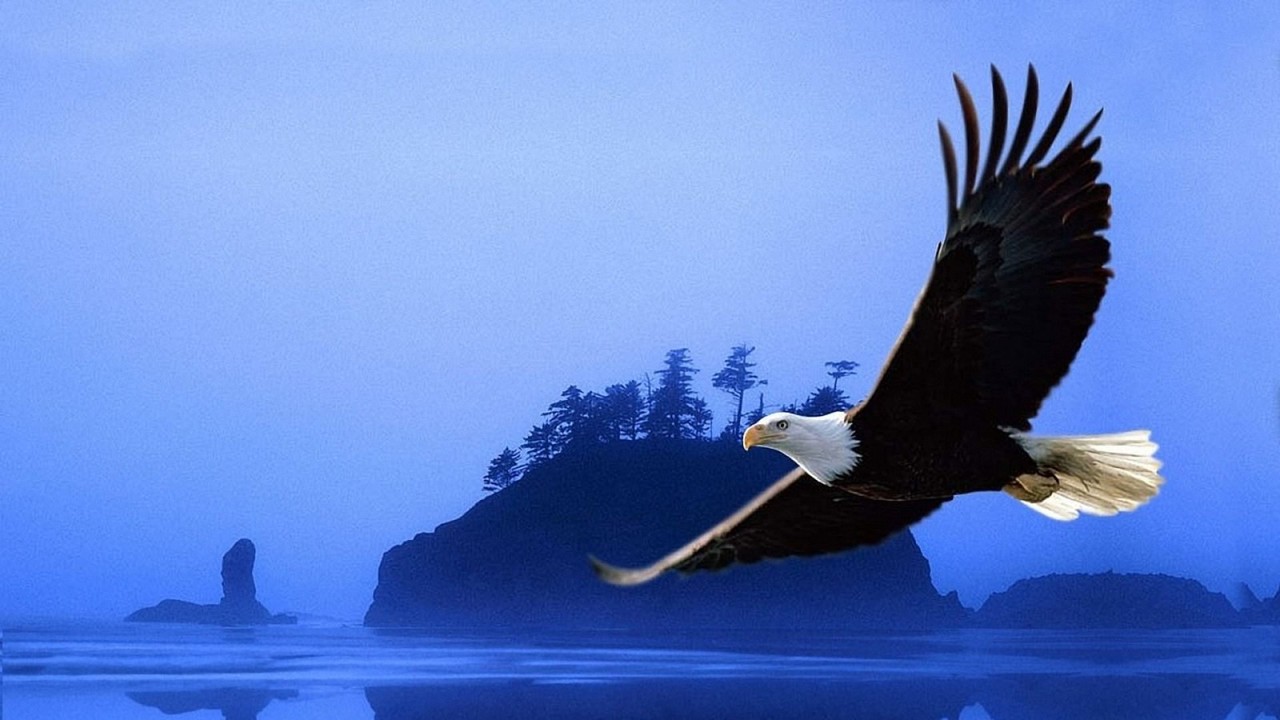 Resultado de imagem para aguia